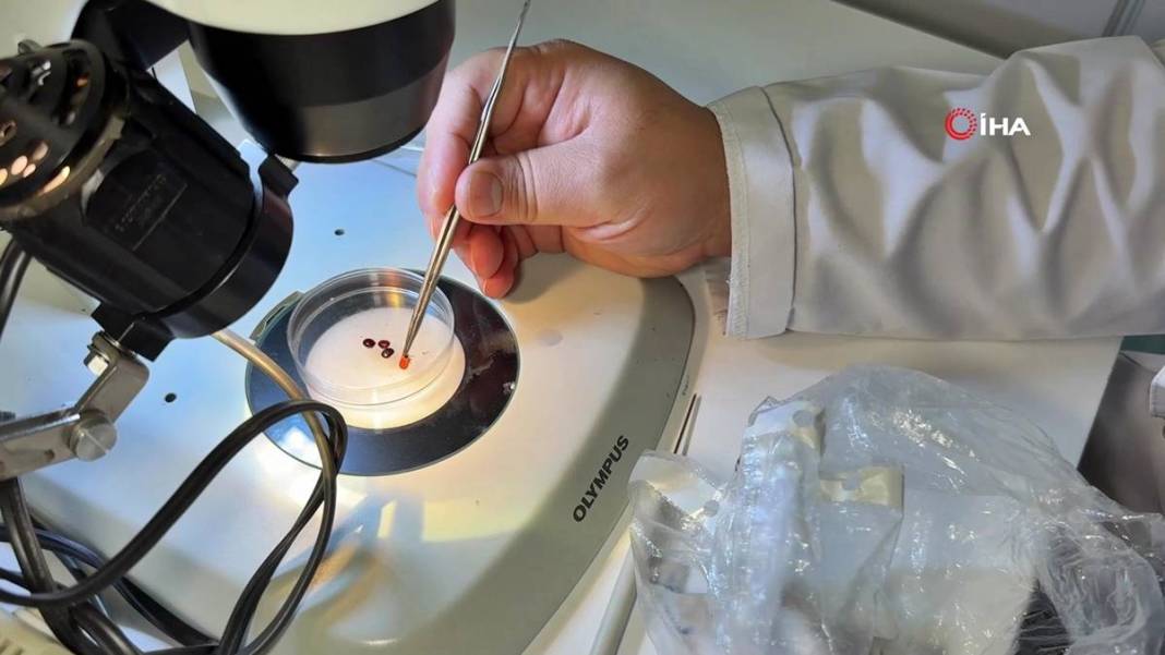 Bu mevsimde kamp yapanlar şimdi yandı: Sayısı hızla artıyor! Uzman isim uyardı, bunun şakası yok 5